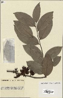 spécimen de Xylopia aethiopica