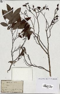 spécimen de Xylopia sp.