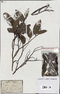spécimen de Xylopia sp.
