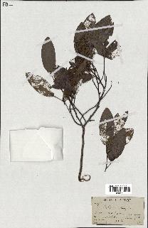 spécimen de Xylopia sp.