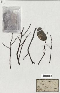 spécimen de Xylopia sp.