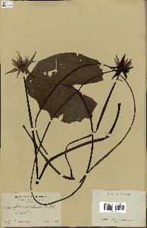 spécimen de Nymphaea stellata
