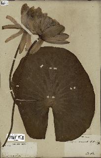 spécimen de Nymphaea odorata
