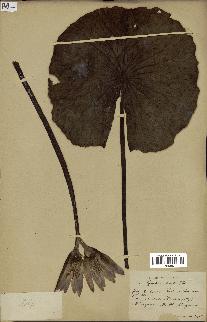 spécimen de Nymphaea stellata