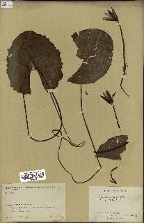 spécimen de Nymphaea stellata