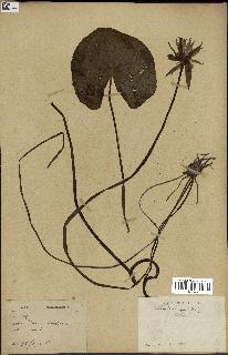 spécimen de Nymphaea stellata