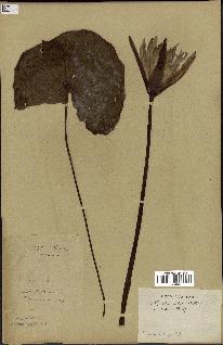 spécimen de Nymphaea stellata