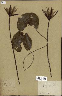 spécimen de Nymphaea stellata