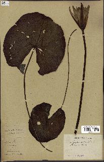 spécimen de Nymphaea stellata