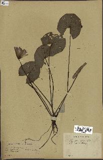 spécimen de Nymphaea stellata