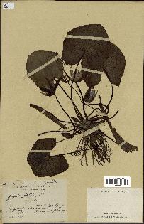 spécimen de Nymphaea stellata