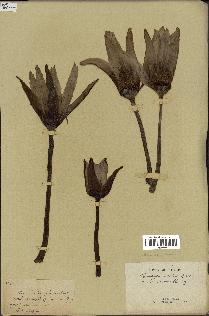 spécimen de Nymphaea stellata