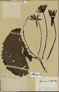 spécimen de Nymphaea stellata