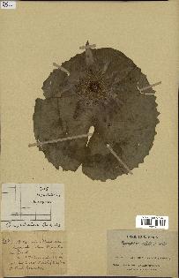 spécimen de Nymphaea stellata