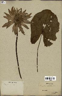 spécimen de Nymphaea stellata