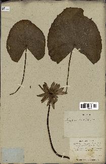 spécimen de Nymphaea stellata