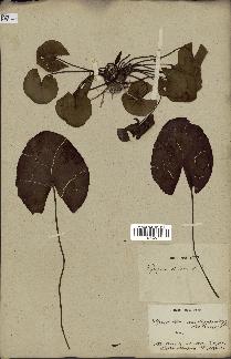 spécimen de Nymphaea stellata