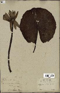 spécimen de Nymphaea stellata