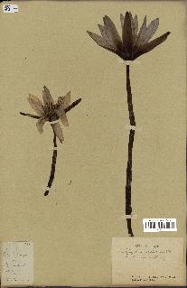 spécimen de Nymphaea stellata