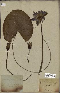 spécimen de Nymphaea stellata