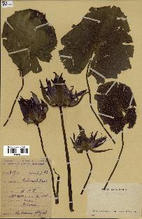 spécimen de Nymphaea stellata