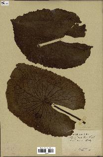 spécimen de Nymphaea stellata