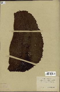 spécimen de Nymphaea stellata