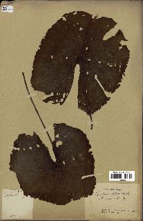 spécimen de Nymphaea stellata