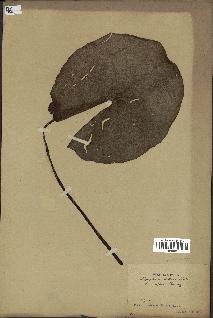 spécimen de Nymphaea stellata