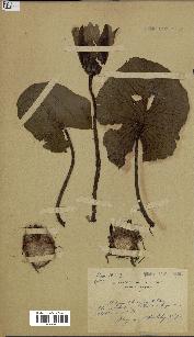 spécimen de Nymphaea stellata