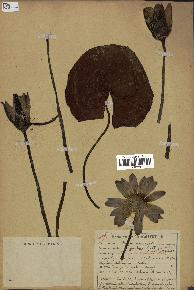 spécimen de Nymphaea stellata