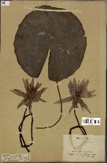 spécimen de Nymphaea stellata