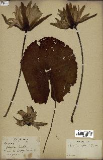 spécimen de Nymphaea stellata