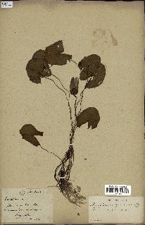 spécimen de Nymphaea stellata