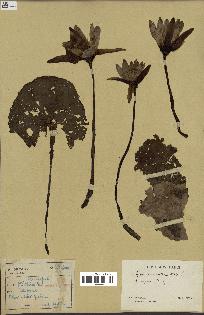 spécimen de Nymphaea stellata