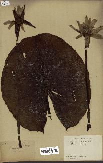 spécimen de Nymphaea stellata