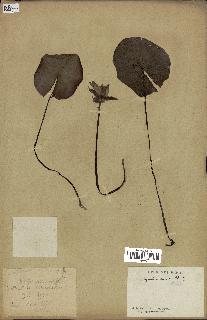 spécimen de Nymphaea stellata