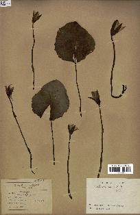 spécimen de Nymphaea stellata