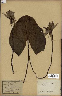 spécimen de Nymphaea stellata