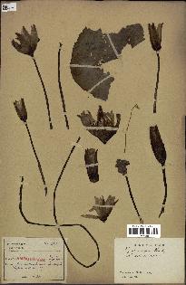 spécimen de Nymphaea stellata