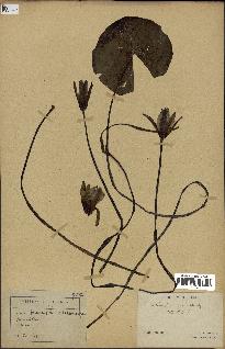 spécimen de Nymphaea stellata