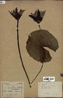 spécimen de Nymphaea stellata