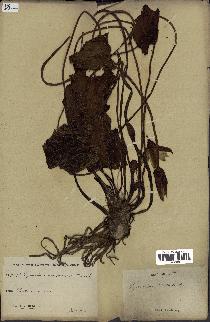 spécimen de Nymphaea stellata