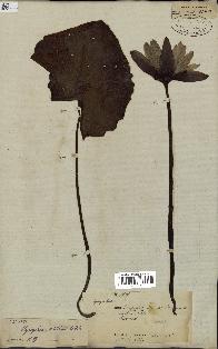 spécimen de Nymphaea stellata