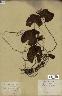 spécimen de Nymphaea stellata