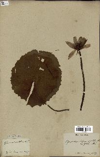 spécimen de Nymphaea capensis