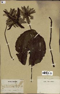 spécimen de Nymphaea capensis