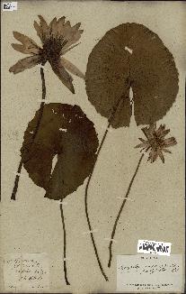 spécimen de Nymphaea capensis