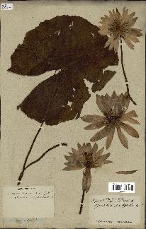 spécimen de Nymphaea capensis