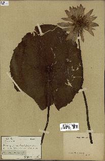 spécimen de Nymphaea capensis